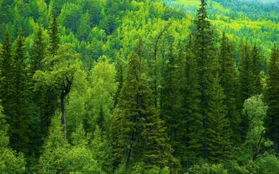 Картинки тайги - 58 фото