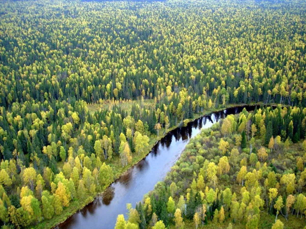 Лес Тайга - красивые фото Лес Тайга - красивые фото