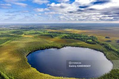 Царица тайги. Одна из крупнейших сов в мире | Пикабу