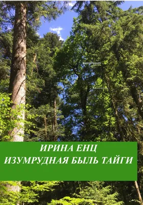 Тайга обои на рабочий стол - 69 фото