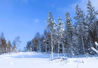 Ферментированный Иван чай \"Секрет тайги\" купить по выгодной цене 🌲  Интернет-магазин \"Тайга Сибири\" 🌲
