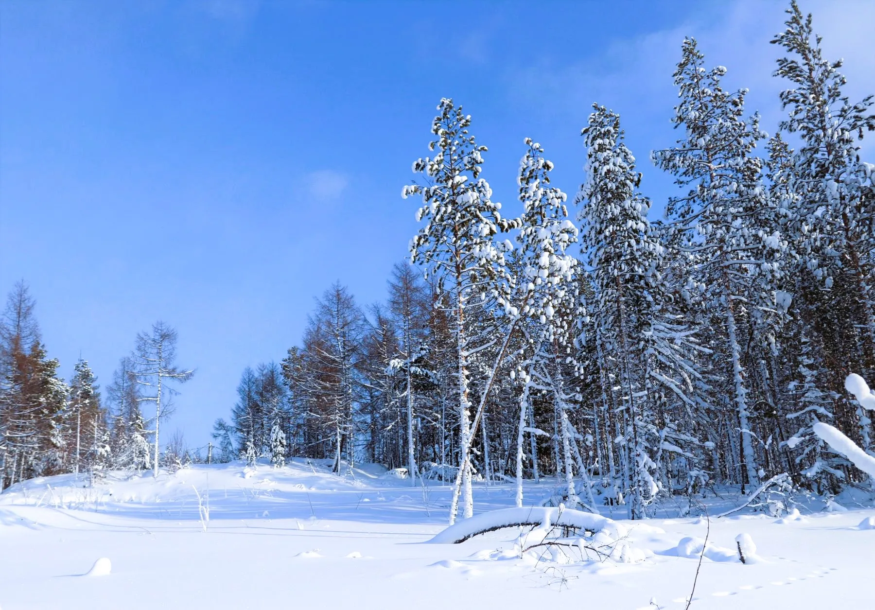 Ферментированный Иван чай \"Секрет тайги\" купить по выгодной цене 🌲 Интернет-магазин \"Тайга Сибири\" 🌲 Ферментированный Иван чай \"Секрет тайги\" купить по выгодной цене 🌲 Интернет-магазин \"Тайга Сибири\" 🌲