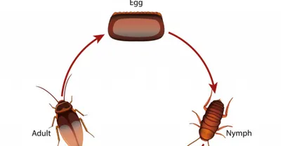 ᐅ Как распознать таракана на разных стадиях жизненного цикла, признаки  молодых тараканов, опасность тараканов