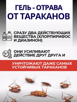 Спрей от тараканов и мокриц Avgust Кукарача 100 мл по цене 336 ₽/шт. купить  в Костроме в интернет-магазине Леруа Мерлен