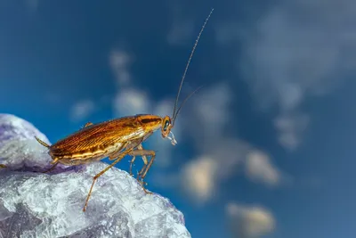 Китайское средство от тараканов DAHAO Cockroaches Killing Bait.  Приманка-отрава для тараканов. - купить с доставкой по выгодным ценам в  интернет-магазине OZON (843484524)