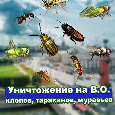 Средство от тараканов ДОХС гель в шприце, 20 мл | Официальный  Интернет-магазин ПО Оборонхим