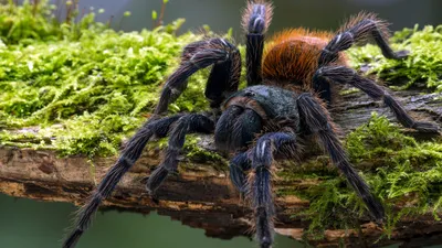 Meet the newest species of tarantula. It's electric blue.