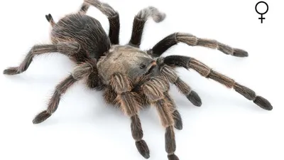 New Discoveries: A Famous Tarantula and a Cheating Plant | California  Academy of Sciences