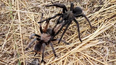 Here's Your Reminder That It's Tarantula Szn in the SF Bay Area