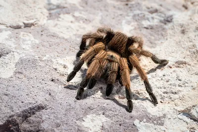 Tarantula | Arizona Highways