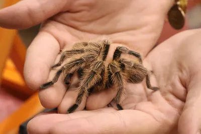 Mexican Red-kneed Tarantula | Saint Louis Zoo