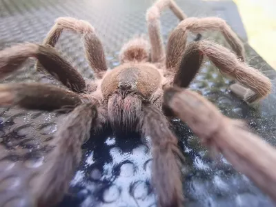 tarantula on hands - Entomology Today