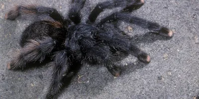 New Fear Unlocked as Woman Finds 3-Inch Venomous Tarantula Under Her Tent