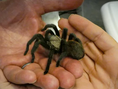 Pink-toed tarantula | Smithsonian's National Zoo and Conservation Biology  Institute