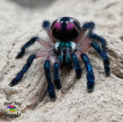 Tarantula sighting results in car accident in Death Valley National Park |  CNN