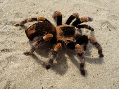 Tarantulas in Colorado aren't migrating, they're going mobile looking for  love : NPR