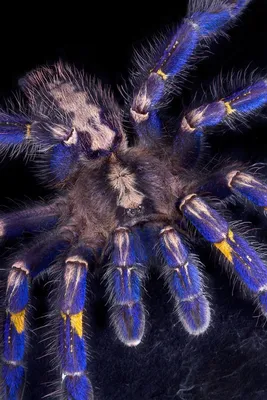 Typhochlaena seladonia (Brazilian Jewel Tarantula) An arboreal trapdoo –  Fear Not Tarantulas, Inc.