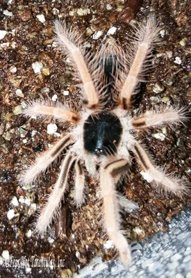 Desert Tarantula | Defense Pest Control