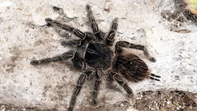 Tarantulas Rarely Bite (And Other Facts About the Friendly Spiders)