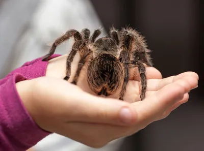 Tarantula's Strange Hair May Bring Better Clothing, Digital Screens