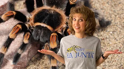 Megaphobema robustum (Colombian Giant Redleg Tarantula) about 1\" – Fear Not  Tarantulas, Inc.