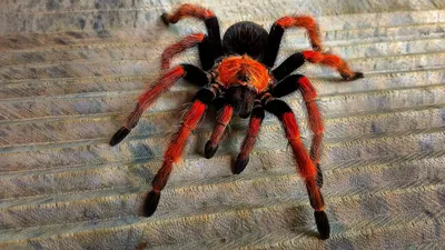 Tarantula mating season weaves a web of intrigue at Oklahoma State  University