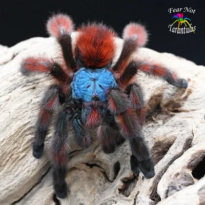 Tarantula | UU World Magazine