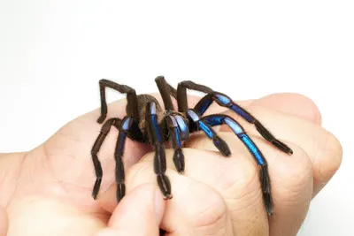 Grand Canyon Black Tarantula (U.S. National Park Service)