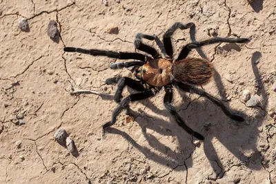 Electric blue tarantula species discovered in Thailand | CNN