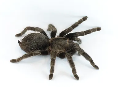 Caribena versicolor (Antilles Pinktoe Tarantula) about 1/2\" - 3/4\" *PL –  Fear Not Tarantulas, Inc.