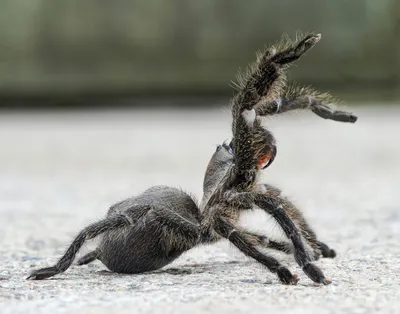 Persian Gold Tarantula: a new species from Iran for Tarantula Appreciation  Day 2023 |