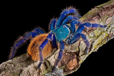 Love-seeking tarantula causes crash in Death Valley; motorcyclist is  hospitalized - Los Angeles Times