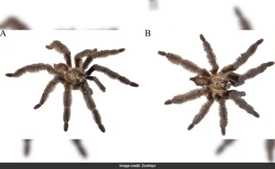 Jewel of the forest: New electric blue tarantula species discovered in  Thailand