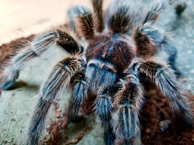 Eaten, Crushed or Starved; Male Tarantulas Trade Their Life to Impregnate a  Mate | Scientific American