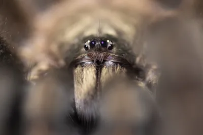 Giant White Knee Tarantula | Evolution Reptiles