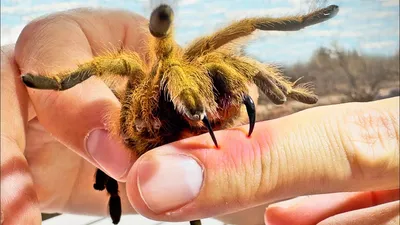 20 Astonishing Facts About Green Bottle Blue Tarantula - Facts.net