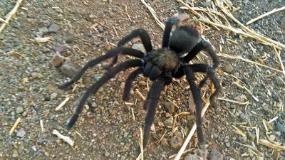 Terrifying Satan Tarantula With 8 Eyes Discovered In Ecuador