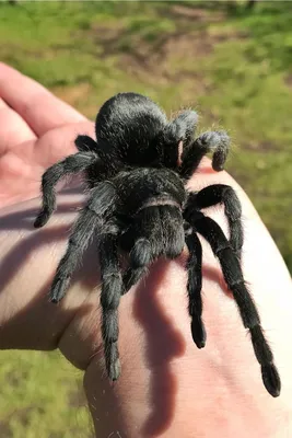 Chilean Rose Hair Tarantula