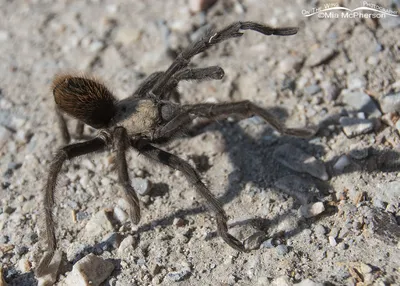 Saw a cute baby Tarantula at my College Campus today. Southeastern Arizona,  about the size of two quarters, give or take. : r/tarantulas