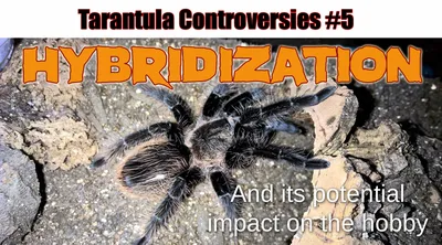 BITTEN by a Tarantula! - YouTube