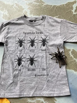 Thousands of tarantulas will soon be crawling across this state