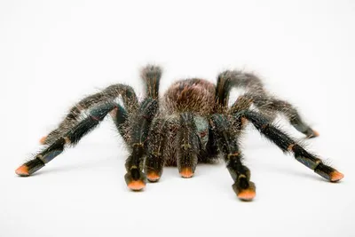 11 Facts About Brazilian Black Tarantula | Spider, Pet spider, Pet tarantula