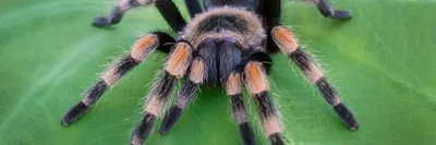 Adopt a Tarantula | Symbolic Adoptions from WWF