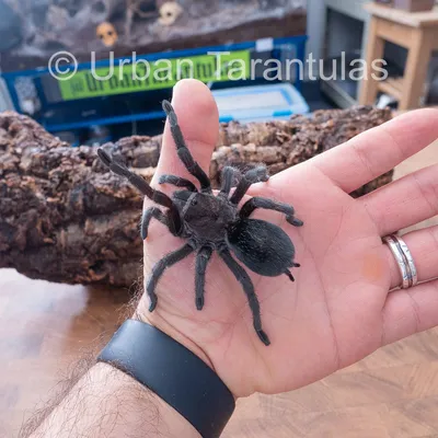 My First Desert Tarantula Sighting In Utah - Mia McPherson's On The Wing  Photography