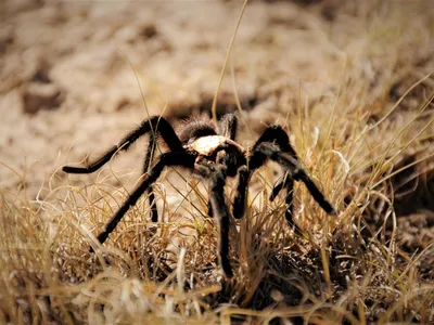 Children's T - Tarantula - Sultana Education Foundation