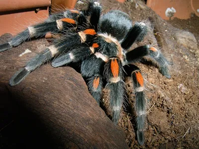 Texas Brown Tarantula - Potawatomi Zoo