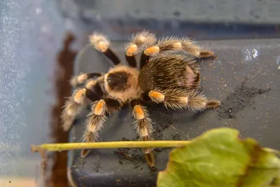 Tarantula Spiders - Tarantulas, Spiders, Centipedes