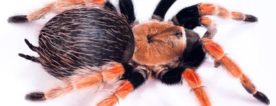 UCR scientists discover tarantula-killing worm | UCR News | UC Riverside