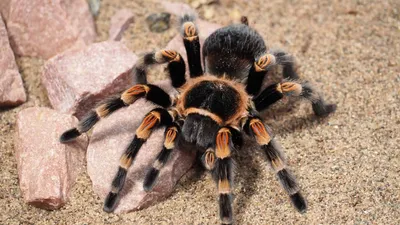 My First Desert Tarantula Sighting In Utah - Mia McPherson's On The Wing  Photography