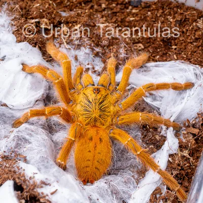 Tarantulas! What to Know About Colorado's Spider Migration - 5280